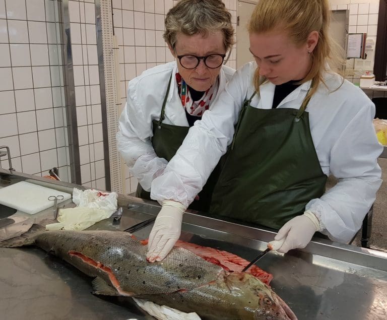 Ukjent sykdom skaper frykt: – En potensiell nasjonal villakskrise