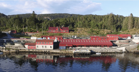 Solide marginer fra Nesfossen Smolt