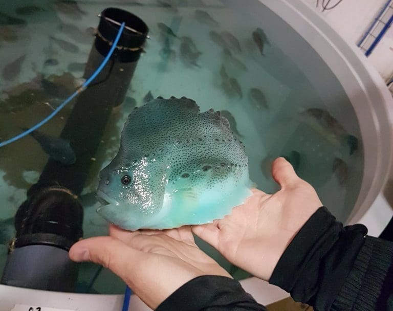 Austevoll Rensefisk passerte ti millioner kroner i driftsresultat: – Fokus er ikke på penger