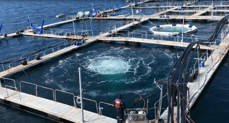 – Vi kaller det en «vulkan» og fisken ser ut til å stortrives i det oksygenrike vannet