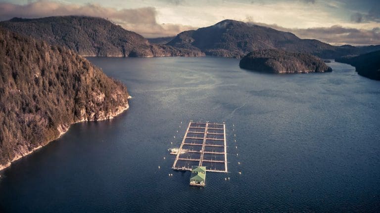 Grieg Seafood snublet i Q3: – I 2020 har vi ikke klart å levere våre ambisjoner