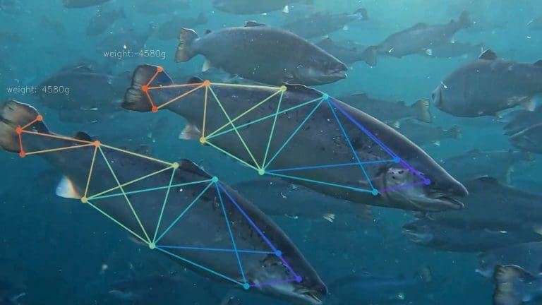 NRS på lag med Microsoft og ABB for fiskeoppdrett med kunstig intelligens