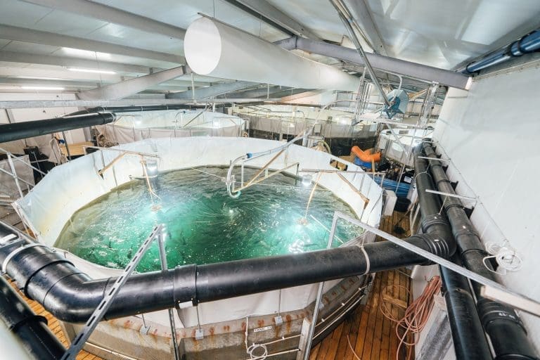 Kraftintensiv oppdrettsproduksjon: Så mye strøm brukte Atlantic Sapphire per kilo laks