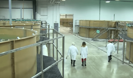 AquaBounty sikter på en årsproduksjon på 50.000 tonn genmanipulert laks innen 2028
