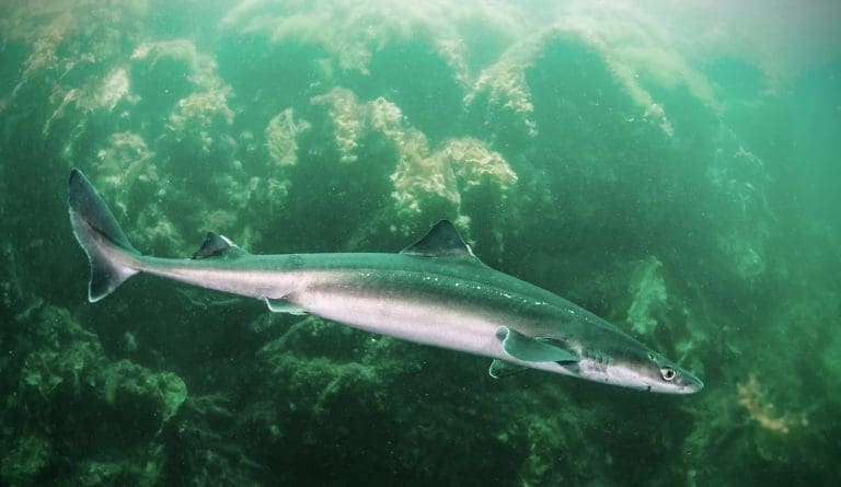 Regnbogeaure på rømmen etter pigghå-angrep