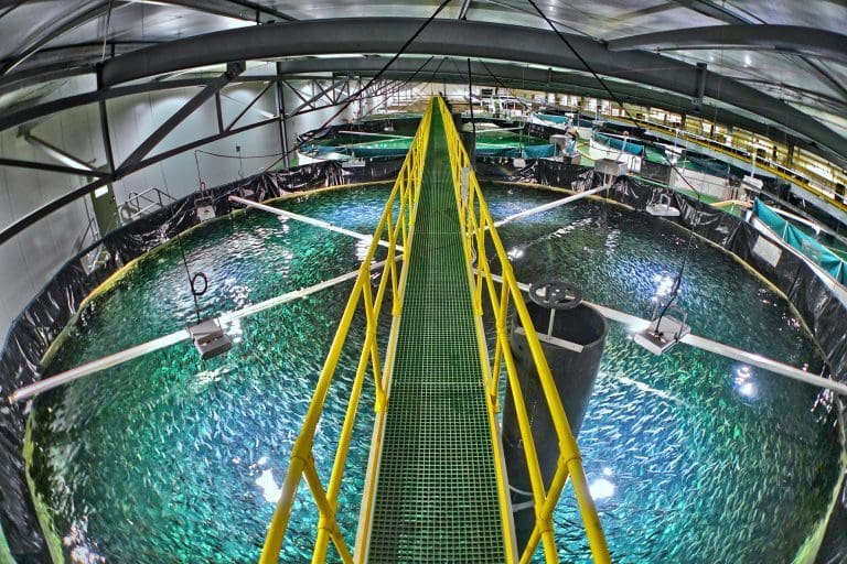 Billund Aquaculture går under: – For mange utfordringer fra tidligere drift