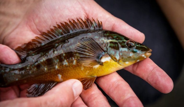 Mowi legger ned rensefiskanlegg på Stord