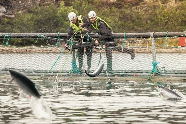 Lanserer fjernovervåking og analyse av fiskehelse i sanntid
