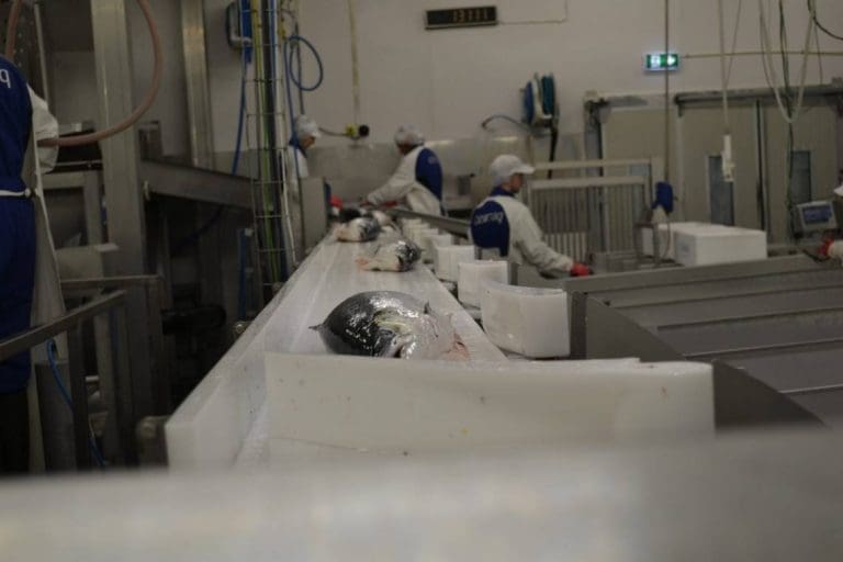 Sendte ansatte hjem etter ammoniakklekkasje på lakseslakteri i Finnmark