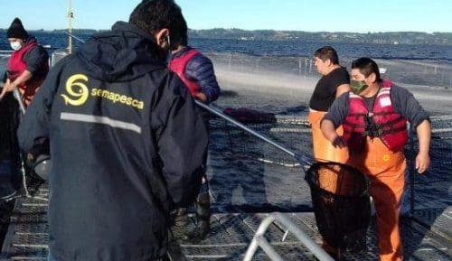93.000 smolt rømte etter påstått sabotasje mot chilensk oppdrettsanlegg