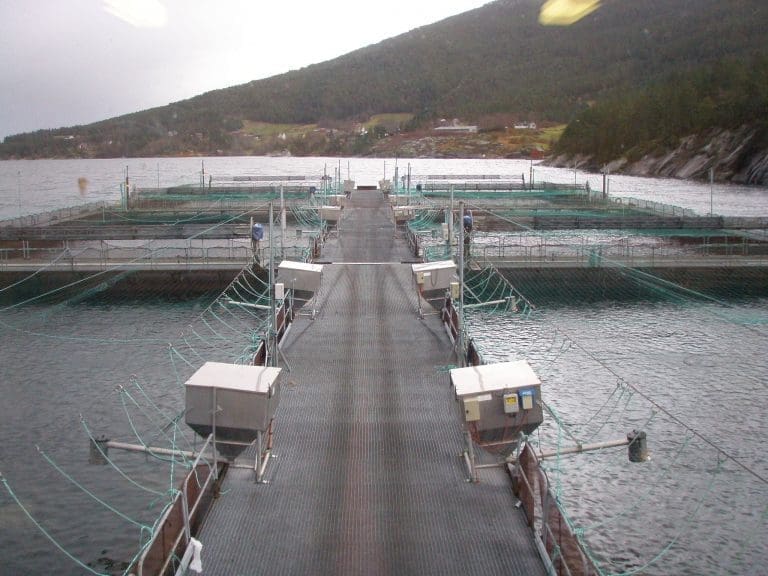 Bunnlinjen til Erko Seafood krympet med nesten 100 millioner kroner
