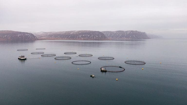 SalMar-kontrollert oppdretter på Island får inndradd konsesjon for 10.000 tonn steril laks