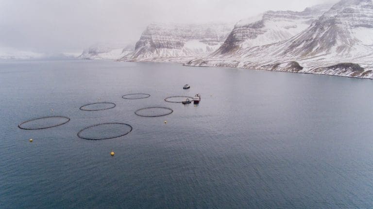 Icelandic Salmon, tidligere kjent som Arnarlax, vil hente 432 millioner kroner