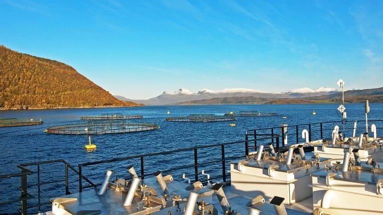 I denne fjorden sliter lakselusa. Det gir nok en gang klingende mynt i kassa for oppdretteren