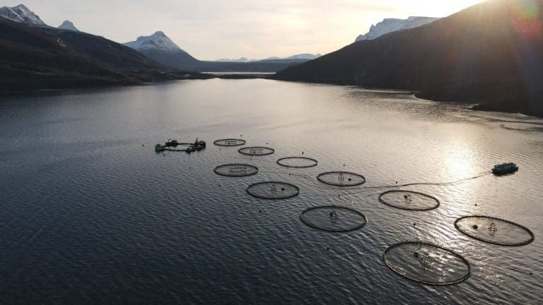Sørrollnesfisk er fornøyde med fjoråret, men én ting var utfordrende