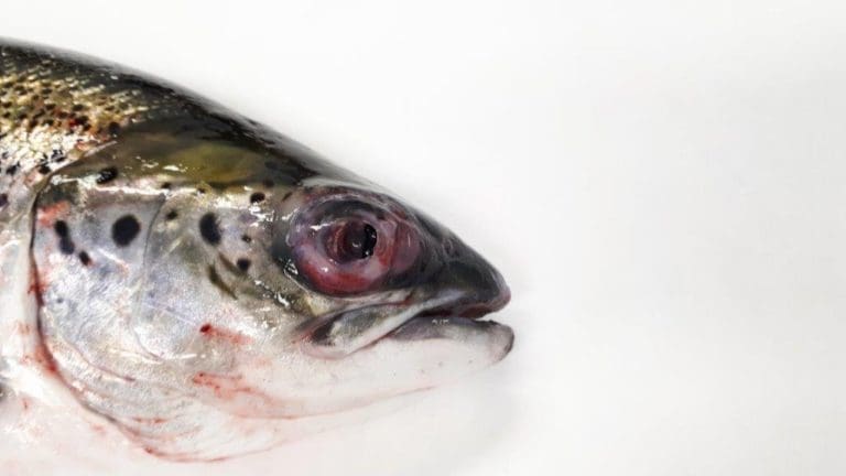 Veterinærinstituttet om nytt bakteriefunn i norsk lakseoppdrett: – Urovekkende
