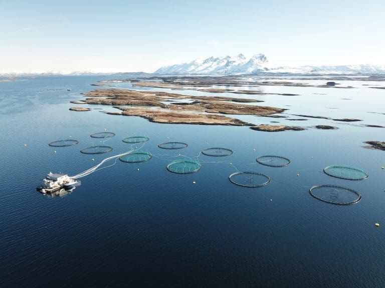 Lakseprisene snur opp igjen