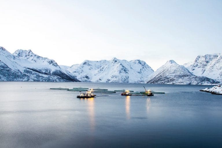 Grieg Seafood Finnmark refses av Mattilsynet: – Store dyrelidelser