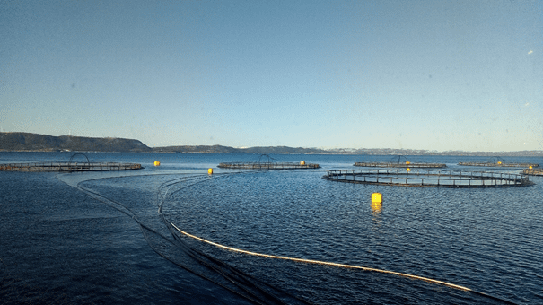 ILA-påvisning for Emilsen Fisk