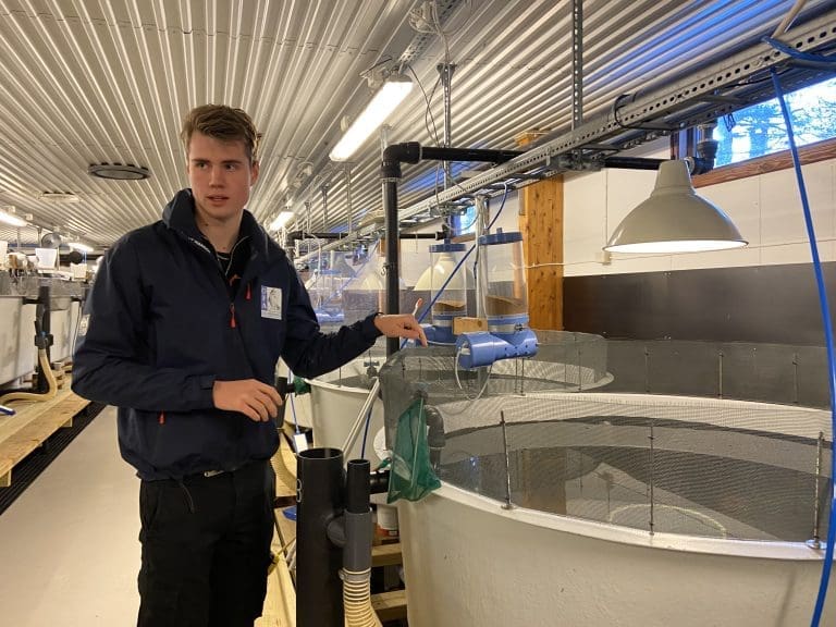 Med dette enkle grepet reduserte de predasjonsfaren etter fiskeutsett