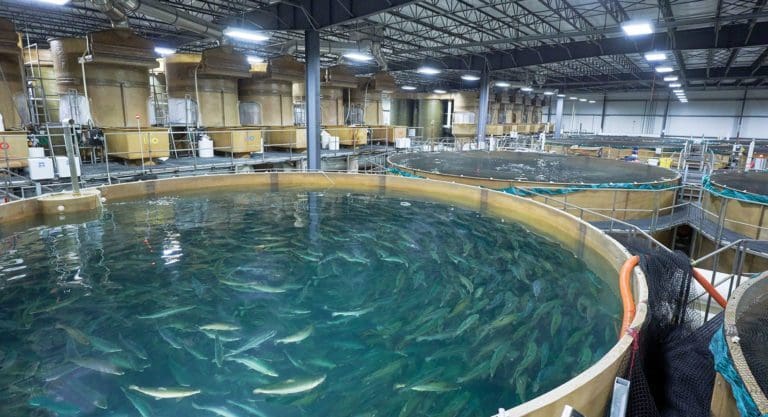 AquaBounty vil hente 200 millioner dollar i emisjon