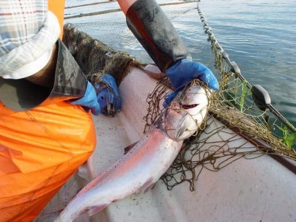 Miljødirektoratet vil stoppe sjølaksefiske ved Tana