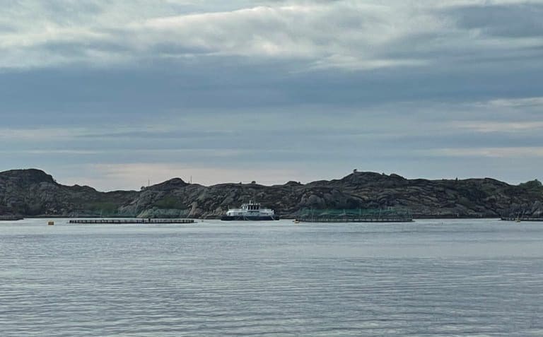 Ørretsalget stuper: Lavere volum og høyere pris
