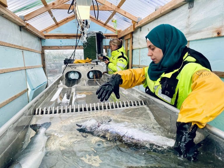 Dette er oppdrettsfiskens helse- og velferdsutfordringer