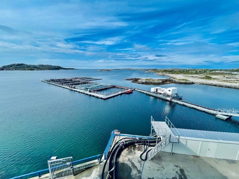 Mowis slakteri på Herøy rammet av eksplosiv smittespredning