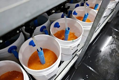 AquaGen-selskaper kutter rognleveranser til Russland