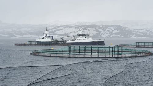 Sykdom, lus og maneter raserte fiskebeholdningen til russisk lakseoppdretter
