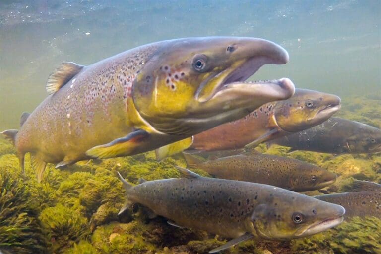 Rømt oppdrettslaks trekker opp i svenske elver