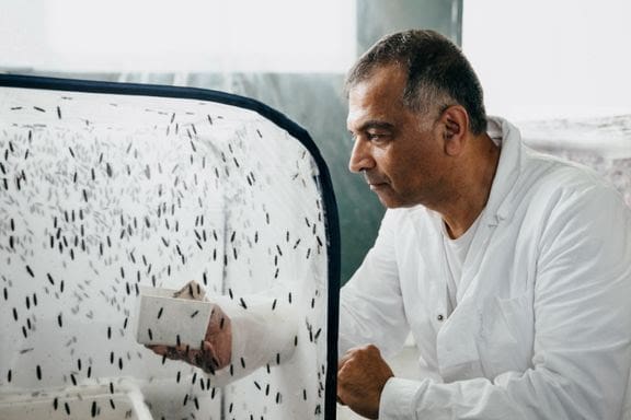 SinkabergHansen, Grieg og Reitan satser på insektsfôr idet Pronofa henter 150 millioner kroner