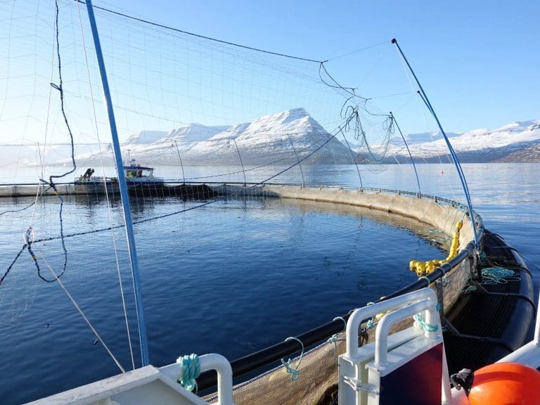 Magert siste kvartal for Ice Fish Farm