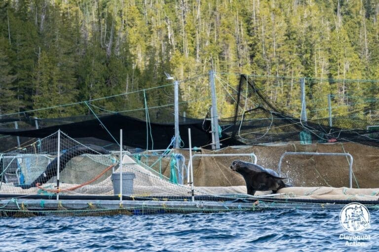 Cermaq-merder tømt etter sjøløve-angrep i Canada