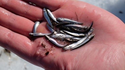 Pukkellaksen har etablert seg i norske elver. Neste år ventes ny invasjon