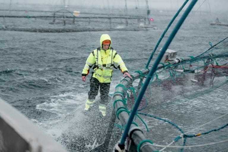 Det står mindre laks i sjøen. På 12 måneder har biomassen falt med 4,1 prosent