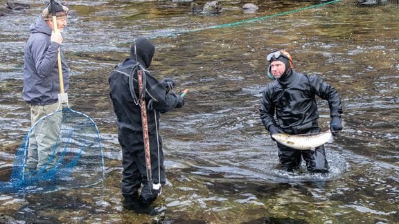 Vil undersøke hvor mange av den rømte laksen i Vadheimsfjorden som bærer på sykdom