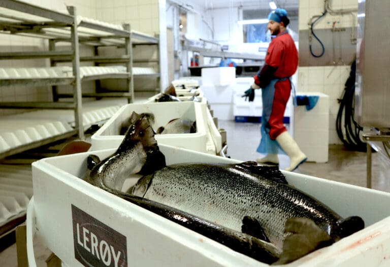 Ifjor ble det solgt 425 kg antibiotika til oppdrettsfisk – en brøkdel av salget til landdyr