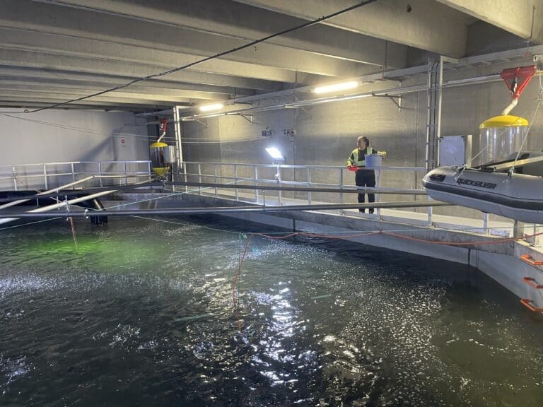 Smoltleveranse dro opp resultatet for BioFish