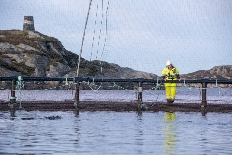 Ørretsalget er nær doblet i år. Og salgsprisen ligger langt etter laksen