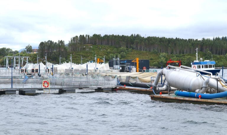 Pure Norwegian Seafood hadde et kriseår i fjor. Men omsetningen økte med over 400 millioner kroner