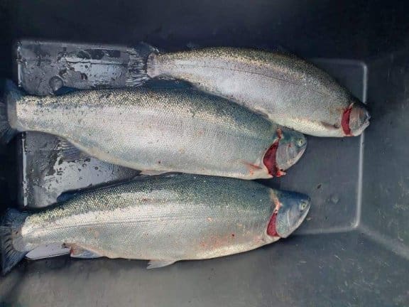 Dusør etter fangst av rømt fisk i fire kommunar