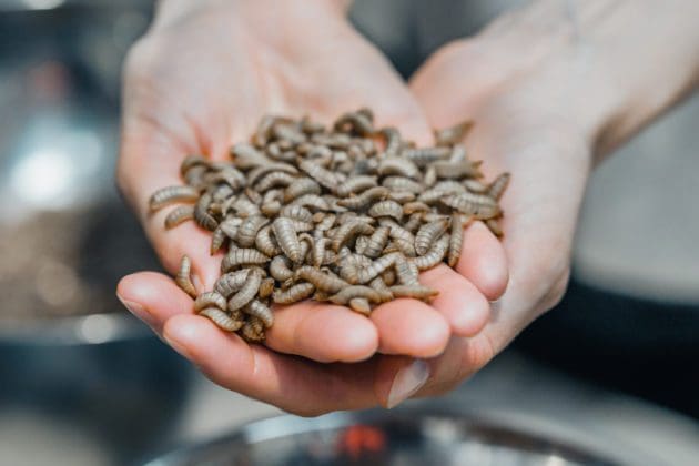 Vil bruke mer av insektet i fiskefôr