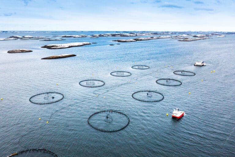 LetSea: – Helgeværet skapte krevende utfordringer, men nå er lokaliteten tom for fisk