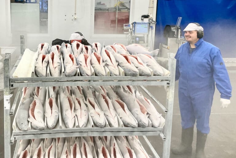 Full fart i den lille frysen i Vesterålen
