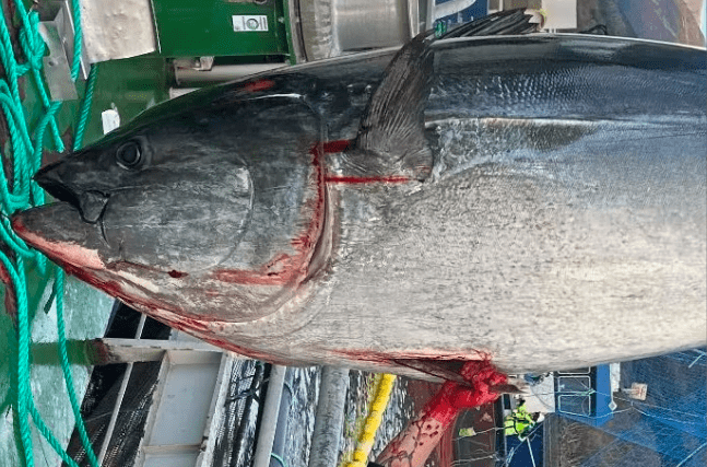Gigantisk fisk brøt seg inn i Måsøval-merd: – Stort beist