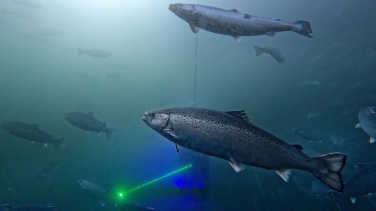 Holdingselskap for dansk legemiddelgigant kjøper aksjemajoriteten i Stingray
