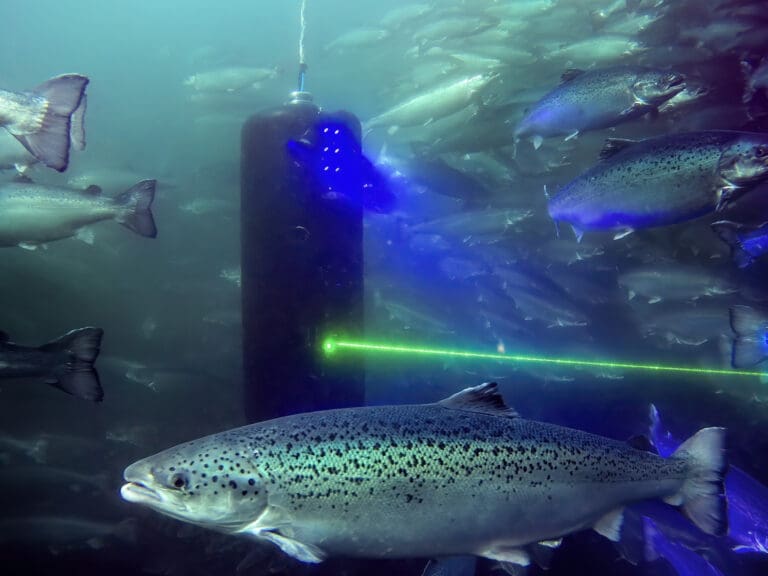 Rekordvekst for Stingray: Omsetningen økte med 469 millioner