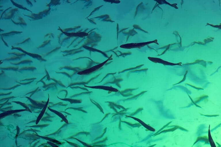 Gigante Salmon hentet 225 millioner kroner